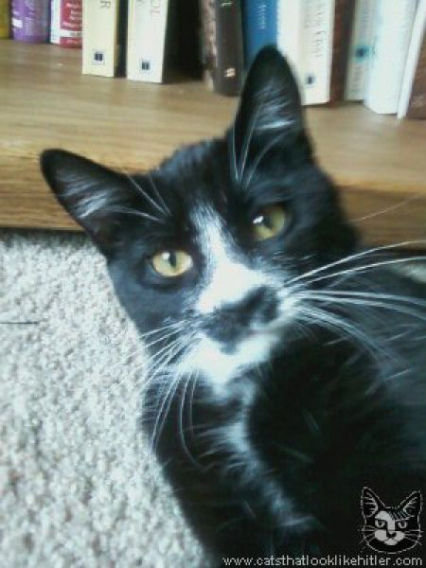 catlirs_or_cats_640_16