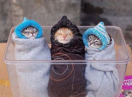 how_to_store_and_organize_cats_37