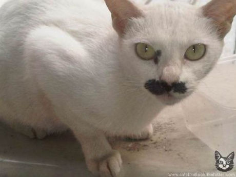 catlirs_or_cats_640_37