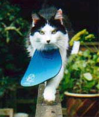 猫用
