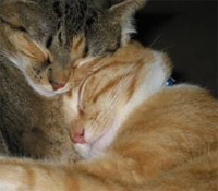 猫