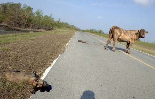 ptibulls_vs_bull_04