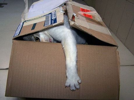 how_to_store_and_organize_cats_16