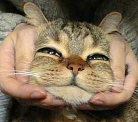 あっかんべー猫