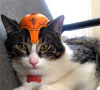 猫保護帽