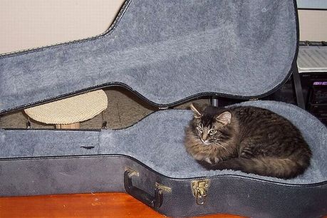 how_to_store_and_organize_cats_91