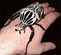 �����ͥॷ