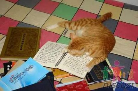 reading_cat_03