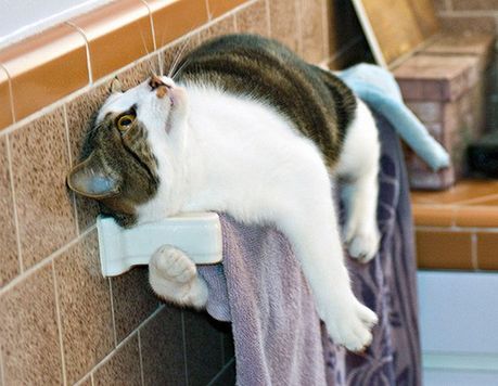 how_to_store_and_organize_cats_77