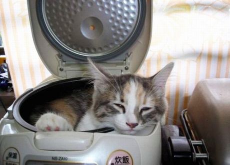 how_to_store_and_organize_cats_68