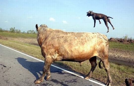 ptibulls_vs_bull_03