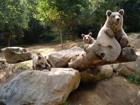 big-brown-bears