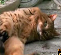 猫大好きまたたび