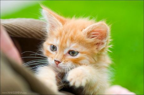 when_kitten_meets_dog_14