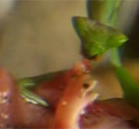 ���ޥ���