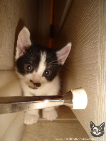 catlirs_or_cats_640_35