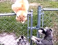 ������ǭ