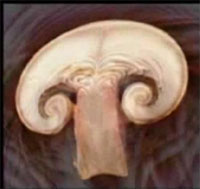 �ޥå���롼��