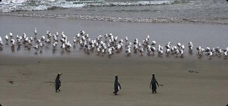 ペンギン