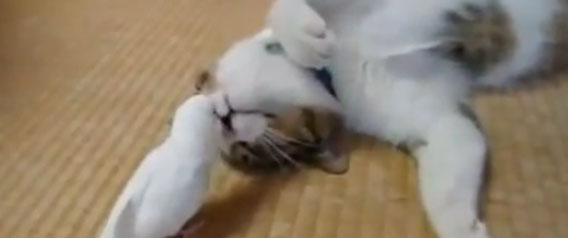 inko