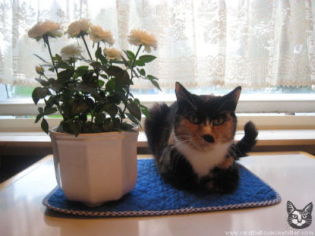 catlirs_or_cats_640_21