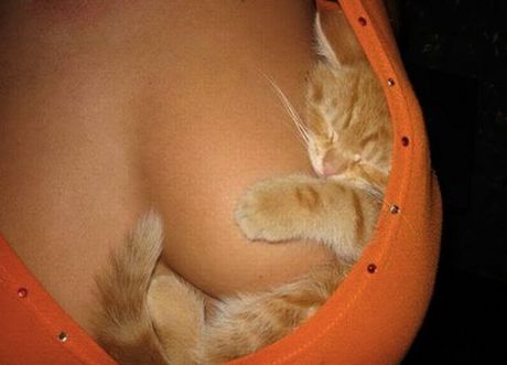 how_to_store_and_organize_cats_48