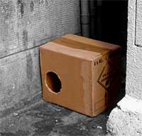 danbo