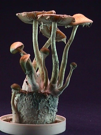 4767592605_f9808efec0_o