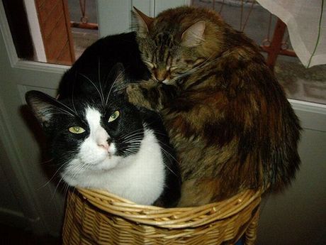 how_to_store_and_organize_cats_35