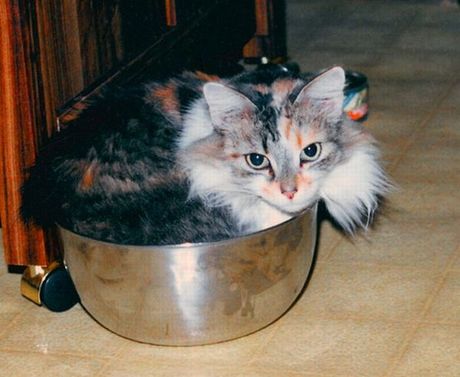 how_to_store_and_organize_cats_60