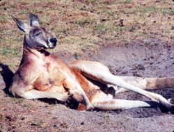 kangaru