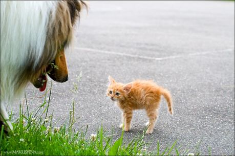 when_kitten_meets_dog_03