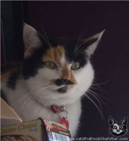 catlirs_or_cats_640_03