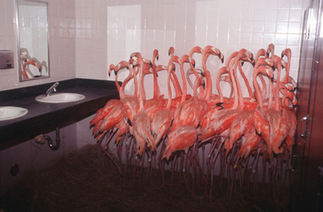 4779035870_0c16b512a1_o