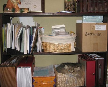 how_to_store_and_organize_cats_50