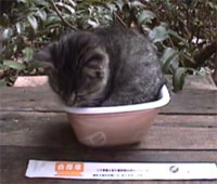 猫ドン