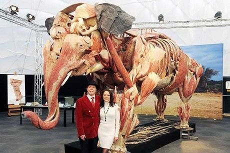 von-hagen-elephant_e