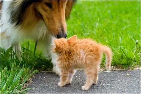 when_kitten_meets_dog_04