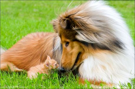 when_kitten_meets_dog_10