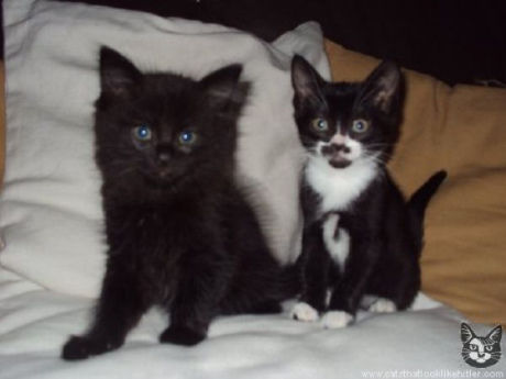 catlirs_or_cats_640_17