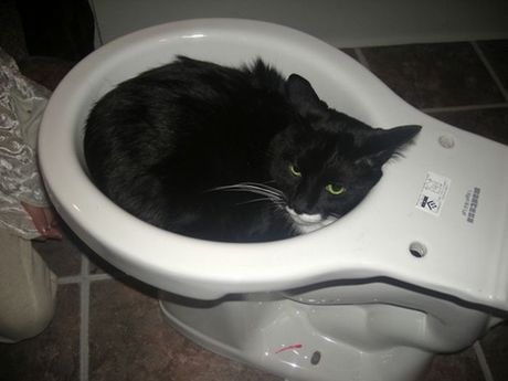 how_to_store_and_organize_cats_59