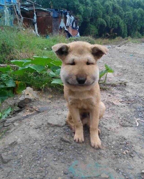 dog_04_e