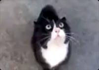 ǭ��
