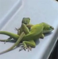 ���䤪�䡢�ꥶ���ɥ���ͻҤ��Ѥ���