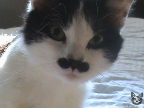 catlirs_or_cats_640_08