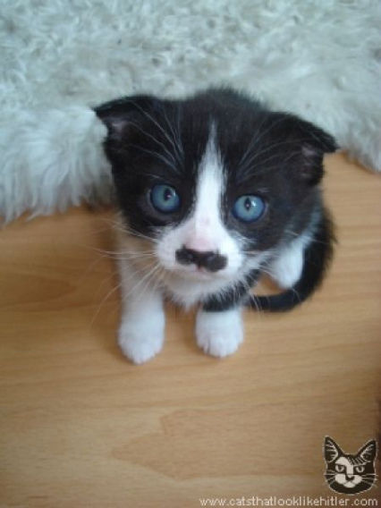 catlirs_or_cats_640_39