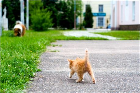 when_kitten_meets_dog_13