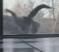 �դ�����