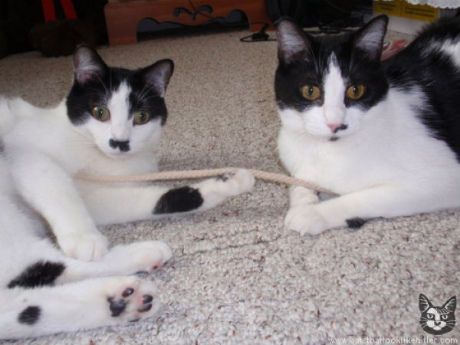 catlirs_or_cats_640_20