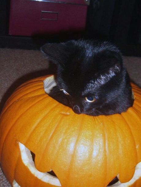 how_to_store_and_organize_cats_95